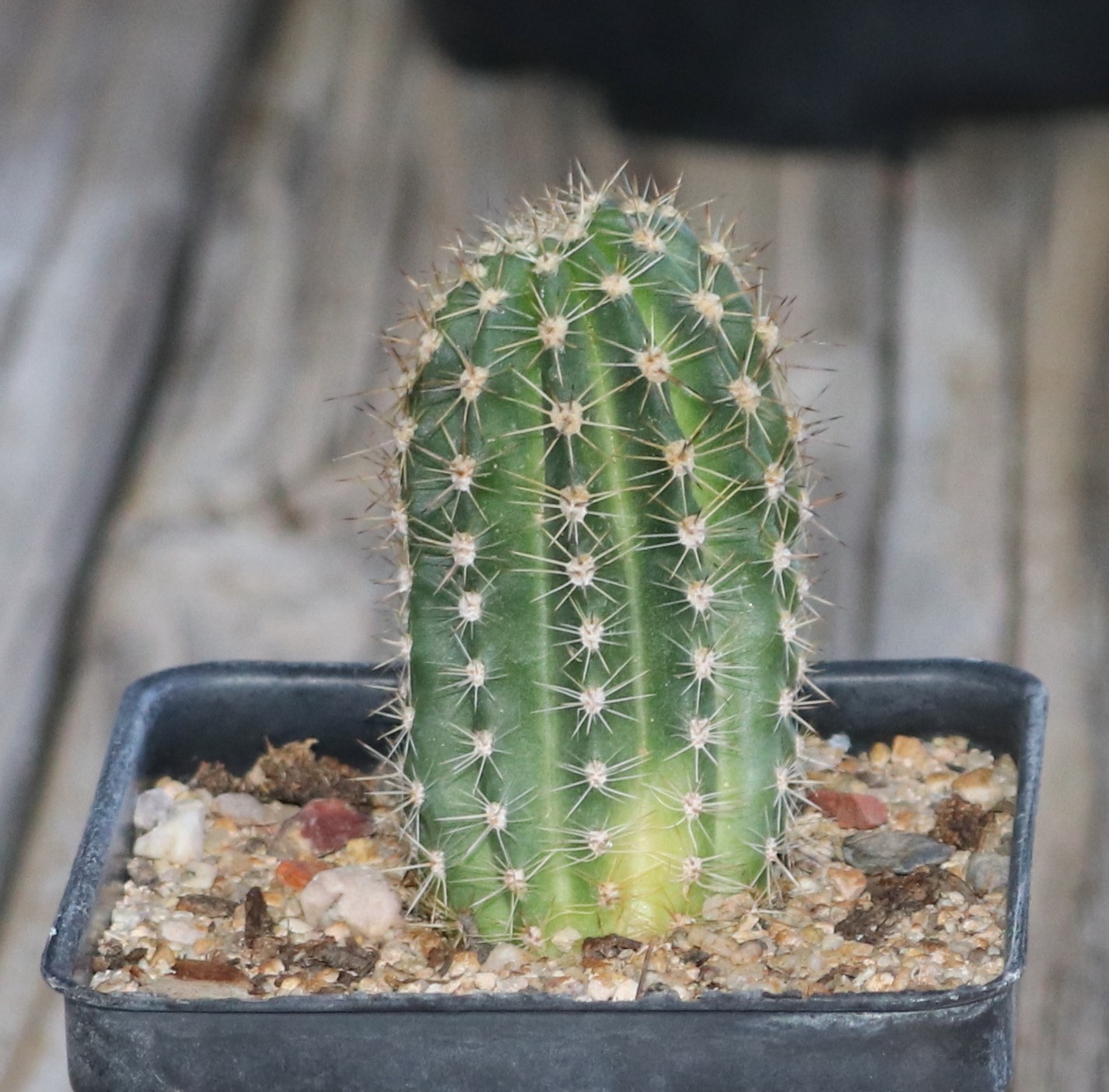 Echinopsis hybrid ‘Atomic’
