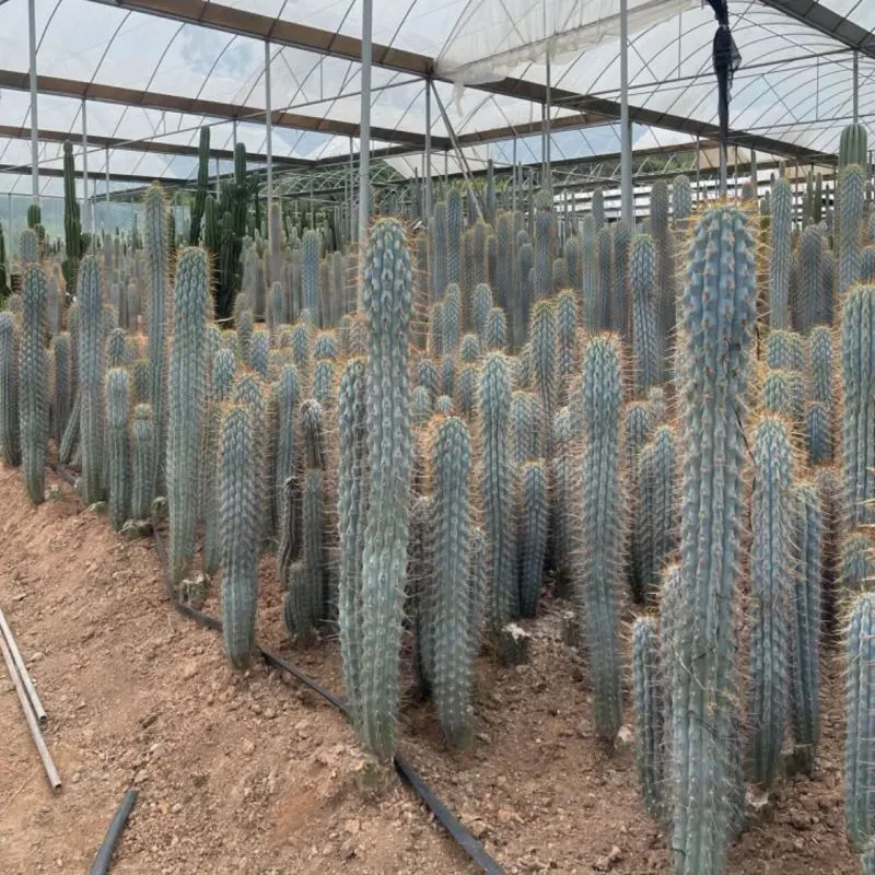 10 “BLUE CEREUS” CACTUS SEEDS (Browningia hertlingiana) RARE Tree Like Cacti
