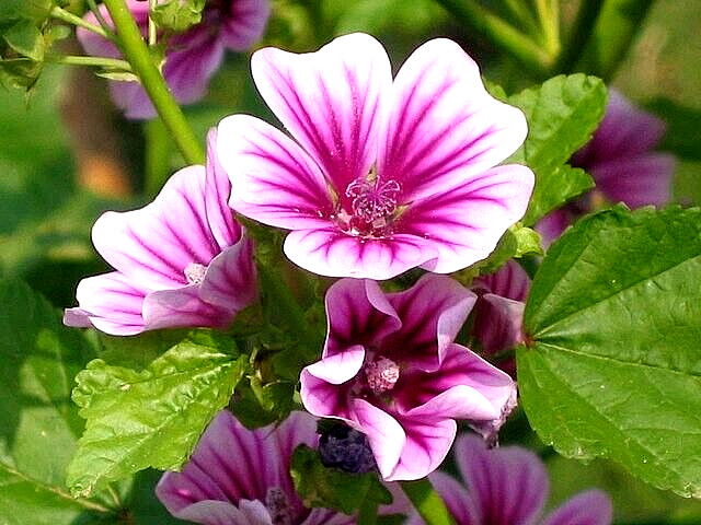 ZEBRA MALLOW 100 SEEDS, WHITE w/PURPLE, ZEBRA STRIPED FLOWERS, MALVA SYLVESTRIS