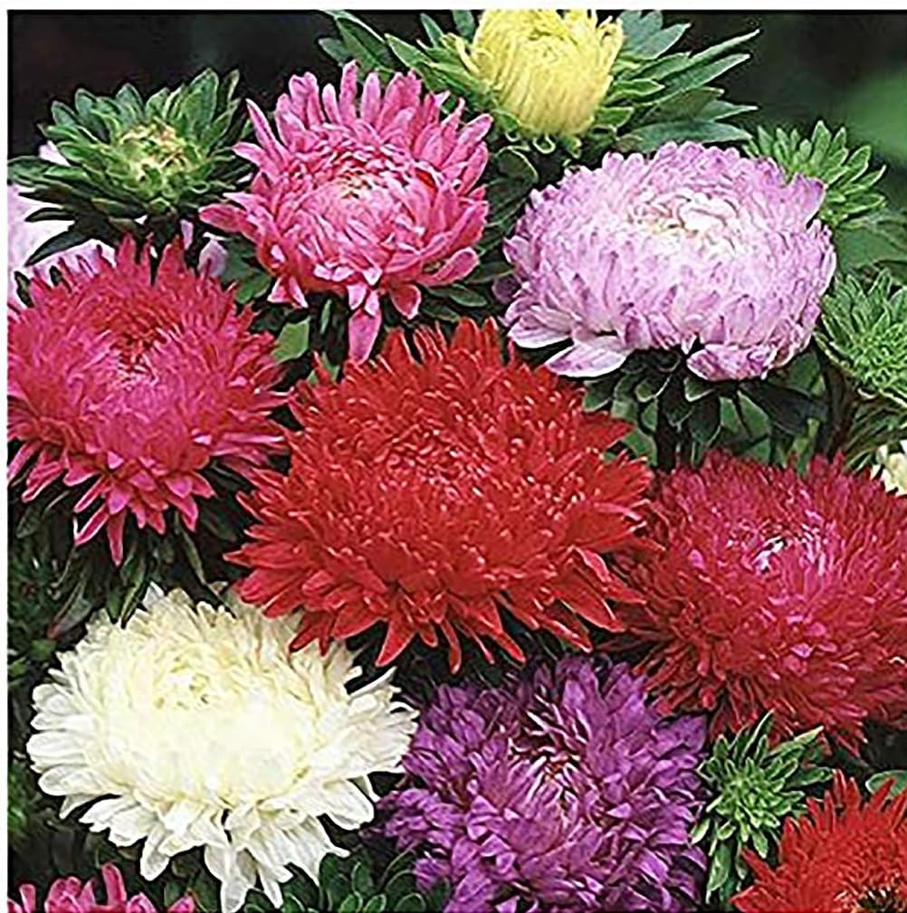 China Asters Seeds – Mixed Single Asters