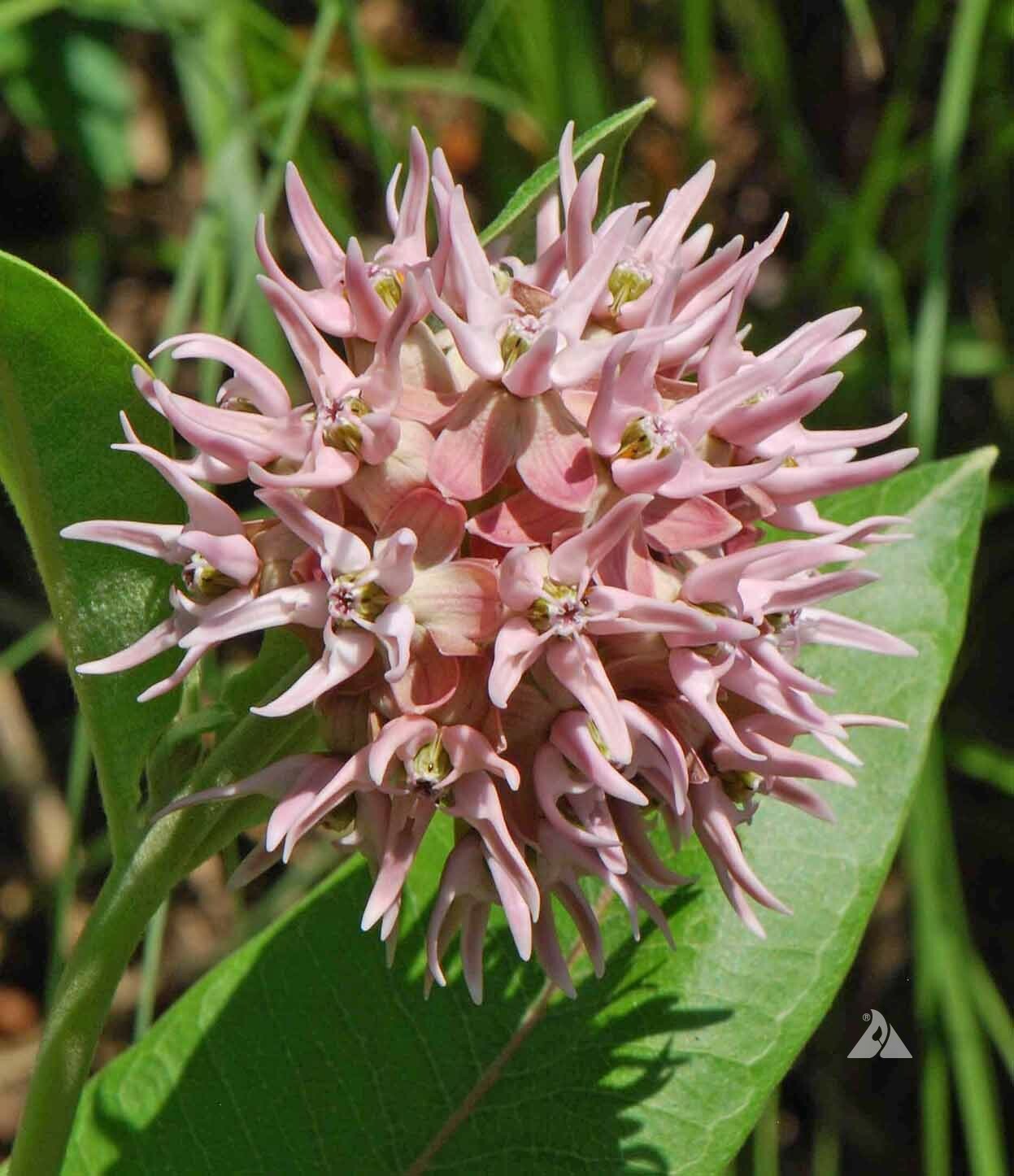 Milkweed SHOWY Perennial Asclepias Monarch Butterfly Host Plant 50 Seeds!