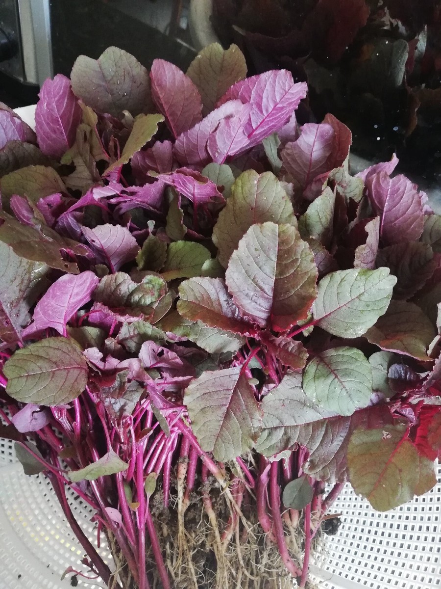 Red Amaranth Seeds – Lal Shak (লাল শাক) – High‑Quality Seeds for Planting