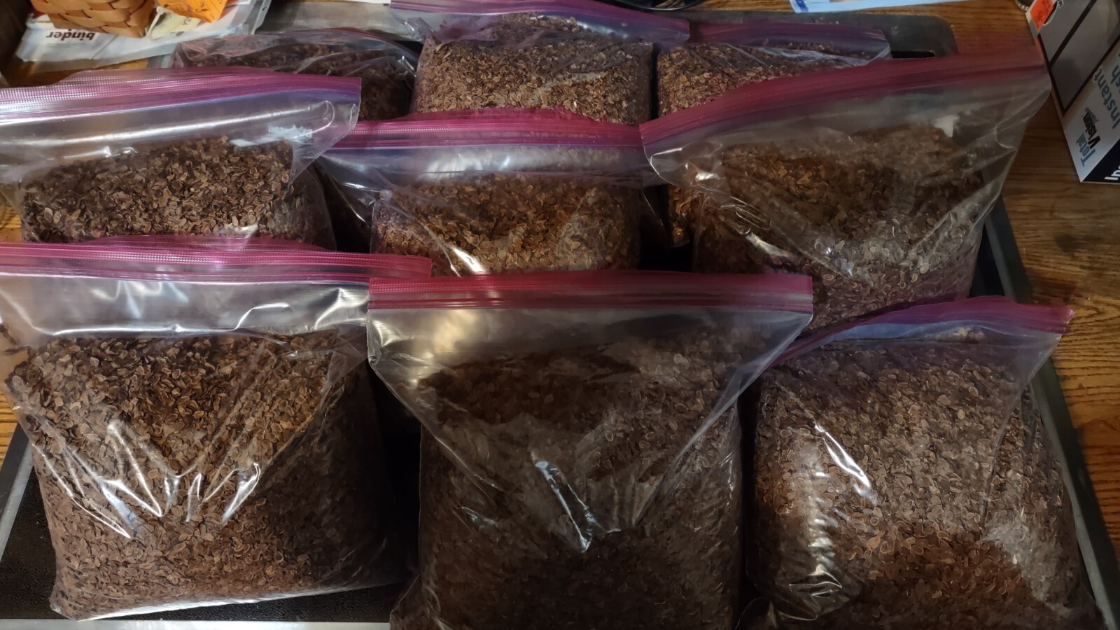 10 oz (31k+) Common Milkweed Seeds (Asclepias syriaca), Organically Grown in PA