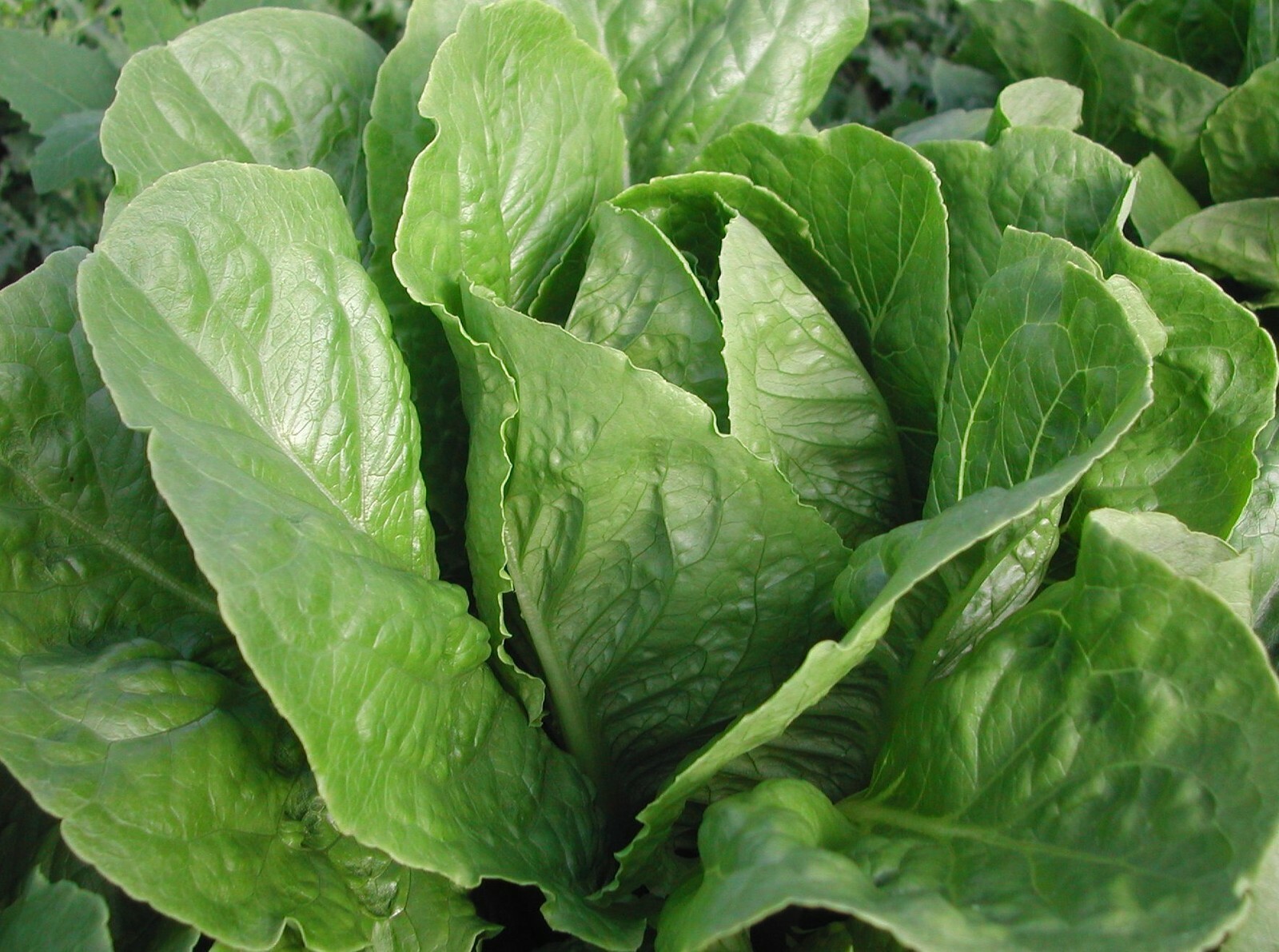 Parris Island Cos Organic Lettuce Seeds- 1,000+ Seeds- Romaine