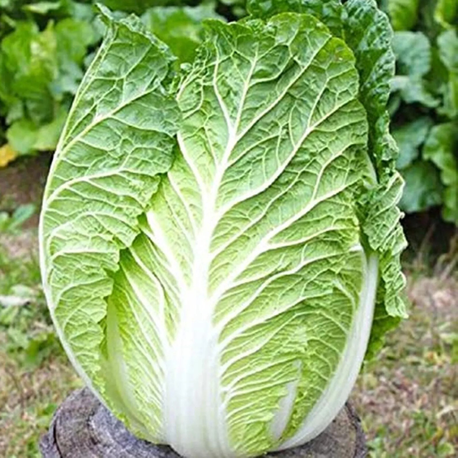 1000+ Kyoto No 3 Japanese Napa Cabbage Seeds – Chinese Lettuce – Bok Choy Asian