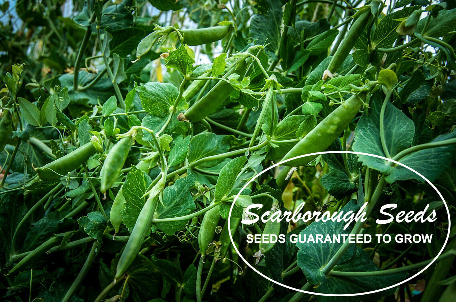 SCARBOROUGH SEEDS Peas, Super Sugar Snap, 25 Seeds Non-Gmo, Heirloom , USA