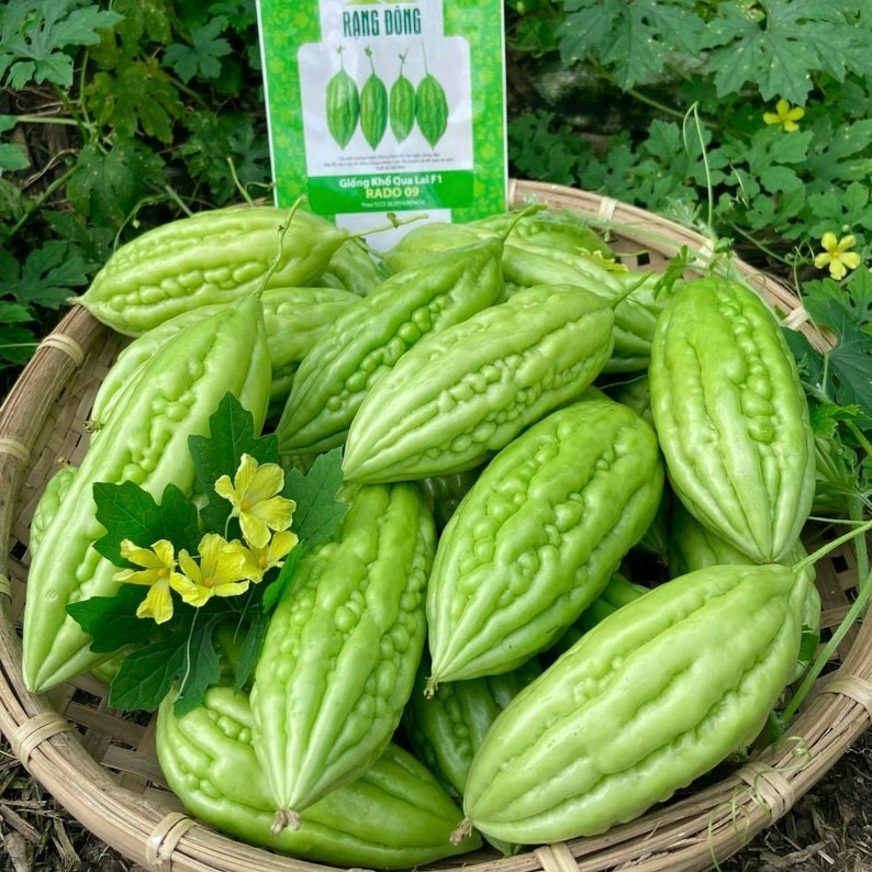 RANG DONG Bitter Melon Vegetable Seeds RADO 09 Green Climbing Annual Edible