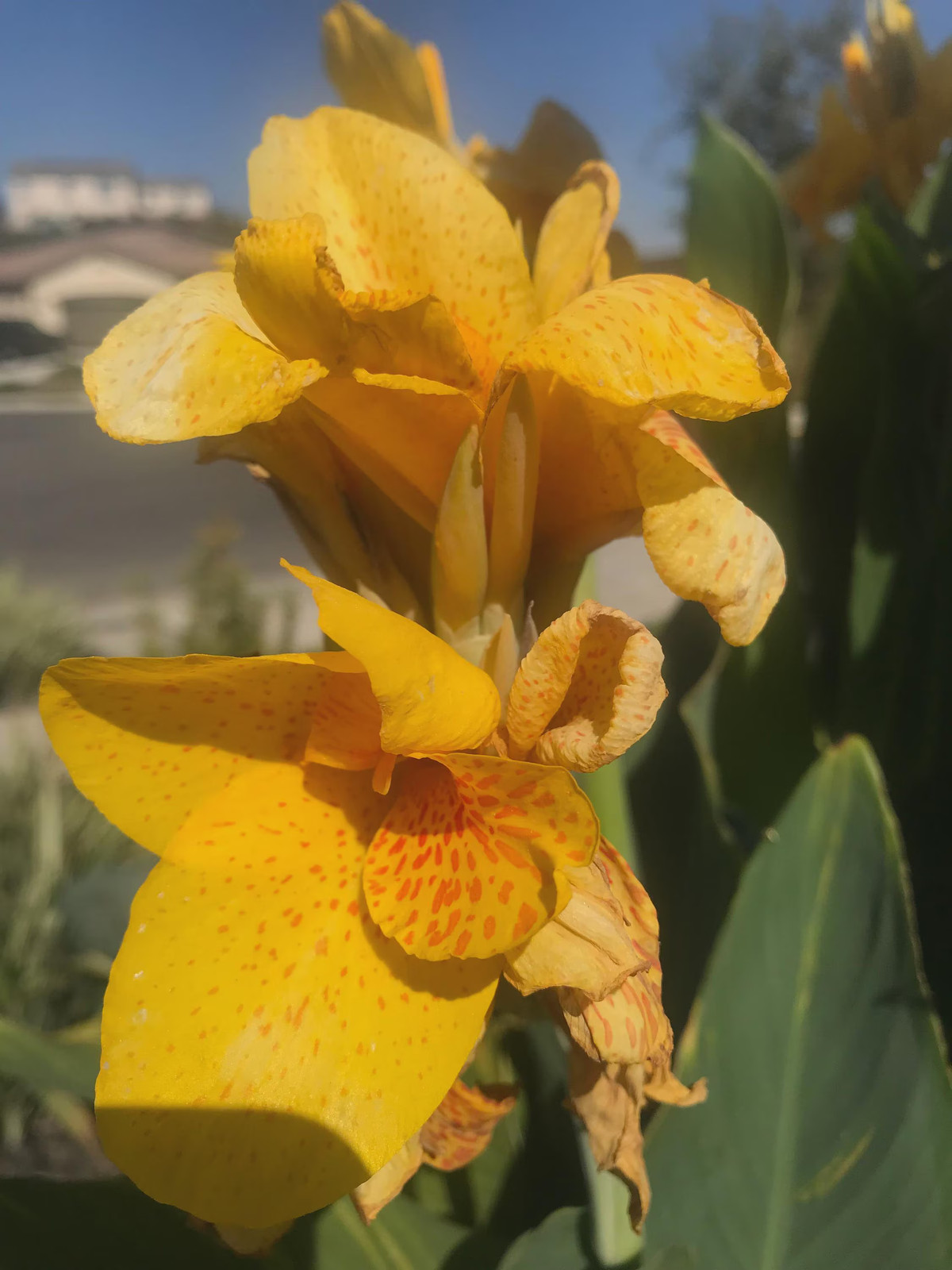 Golden Lucifer Rhizomes: Yellow, Red Speckled Blooms – 3-Rhizomes