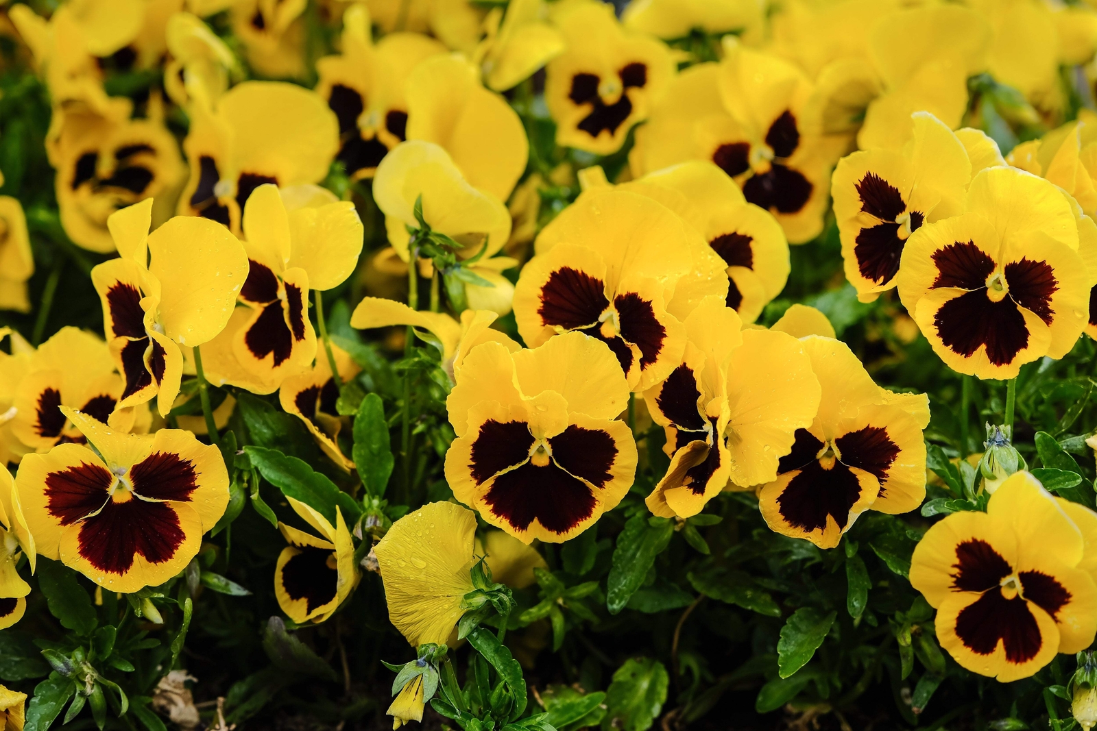 50 YELLOW & BROWN PANSY VIOLA Violet Flower Seeds *Flat S/H