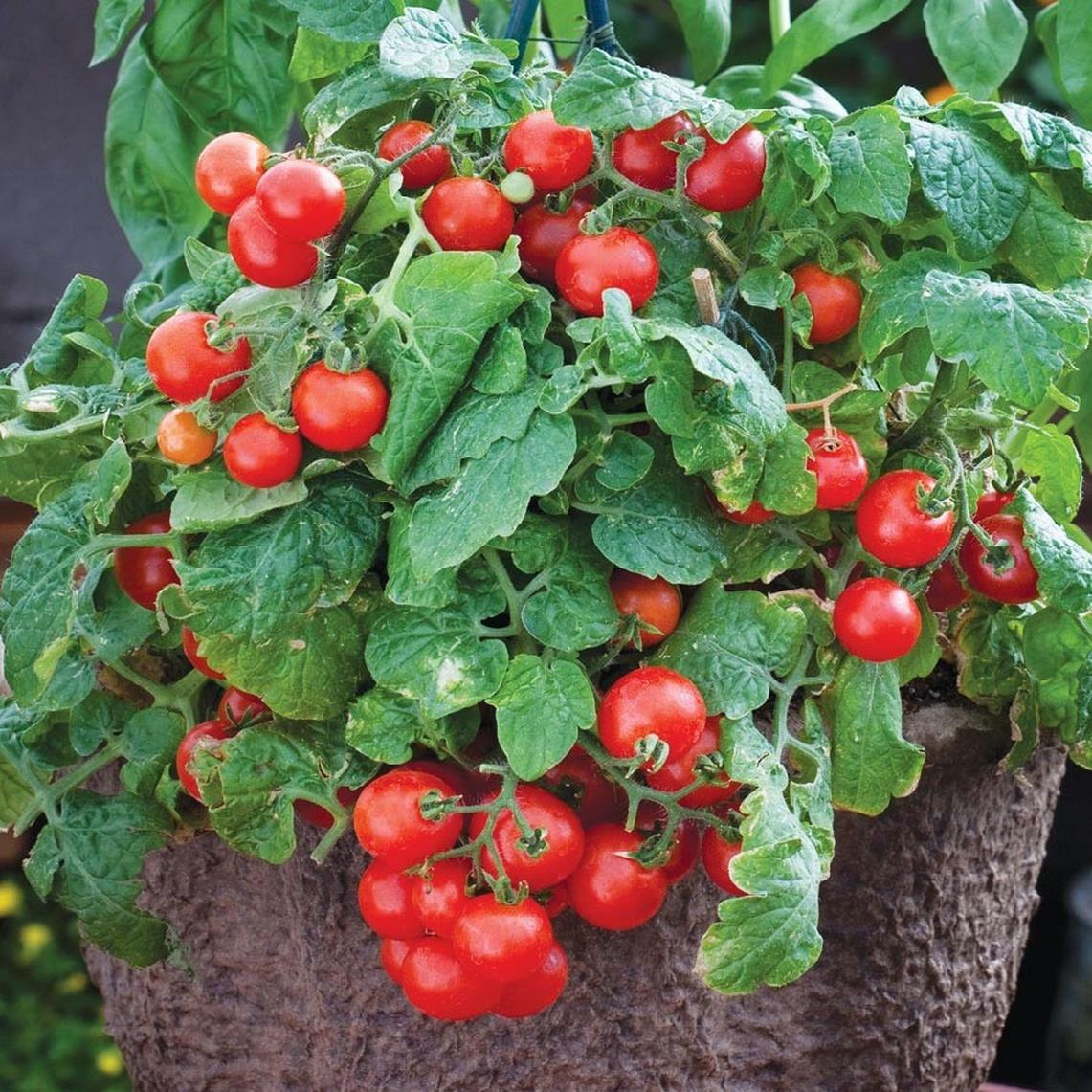 Tiny Tim Cherry Tomato Seeds, Dwarf Tomato Plant, NON-GMO, Heirloom, FREE SHIP