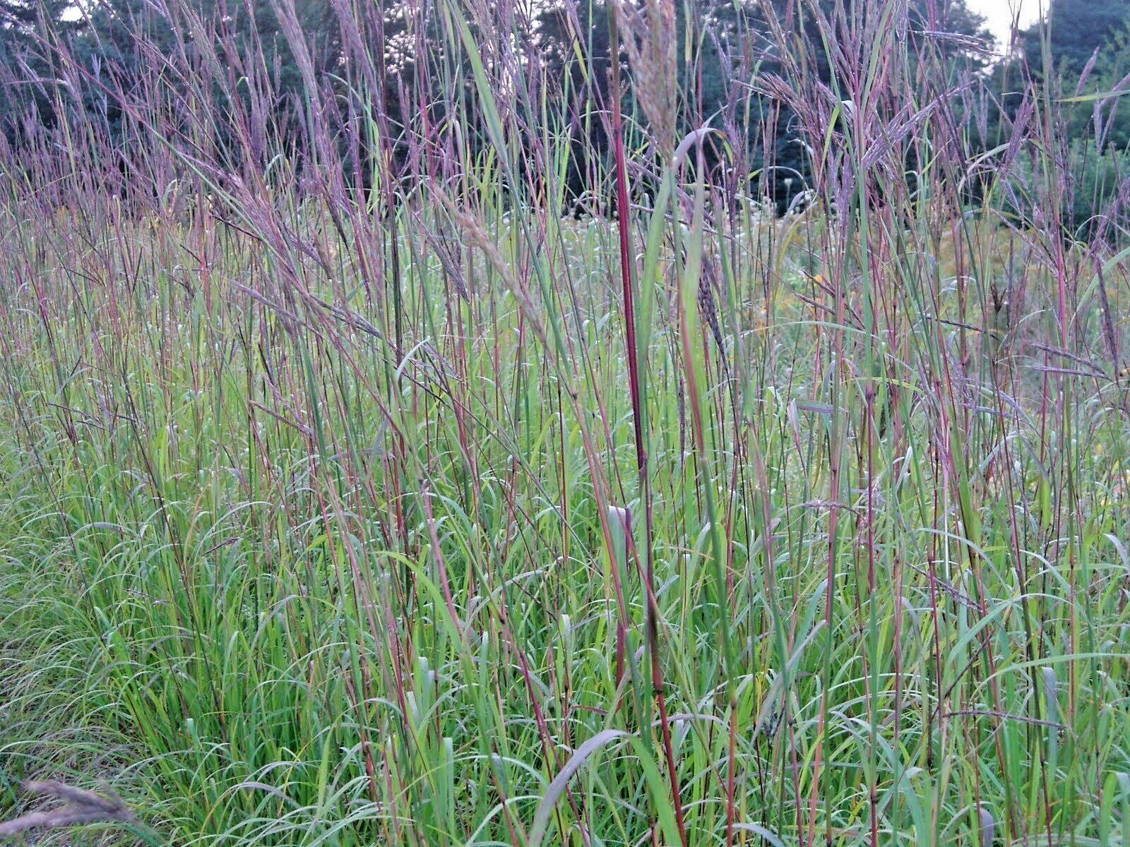 501+BIG BLUESTEM Seeds Native Tall Grass Prairie Ornamental Drought Heat Cold