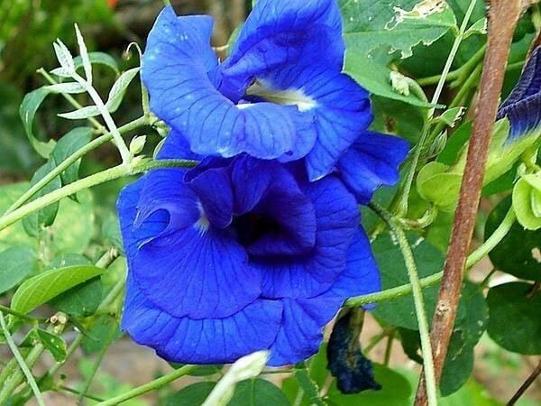 Clitoria ternatea Double Blue | Butterfly Pea | 50_seeds
