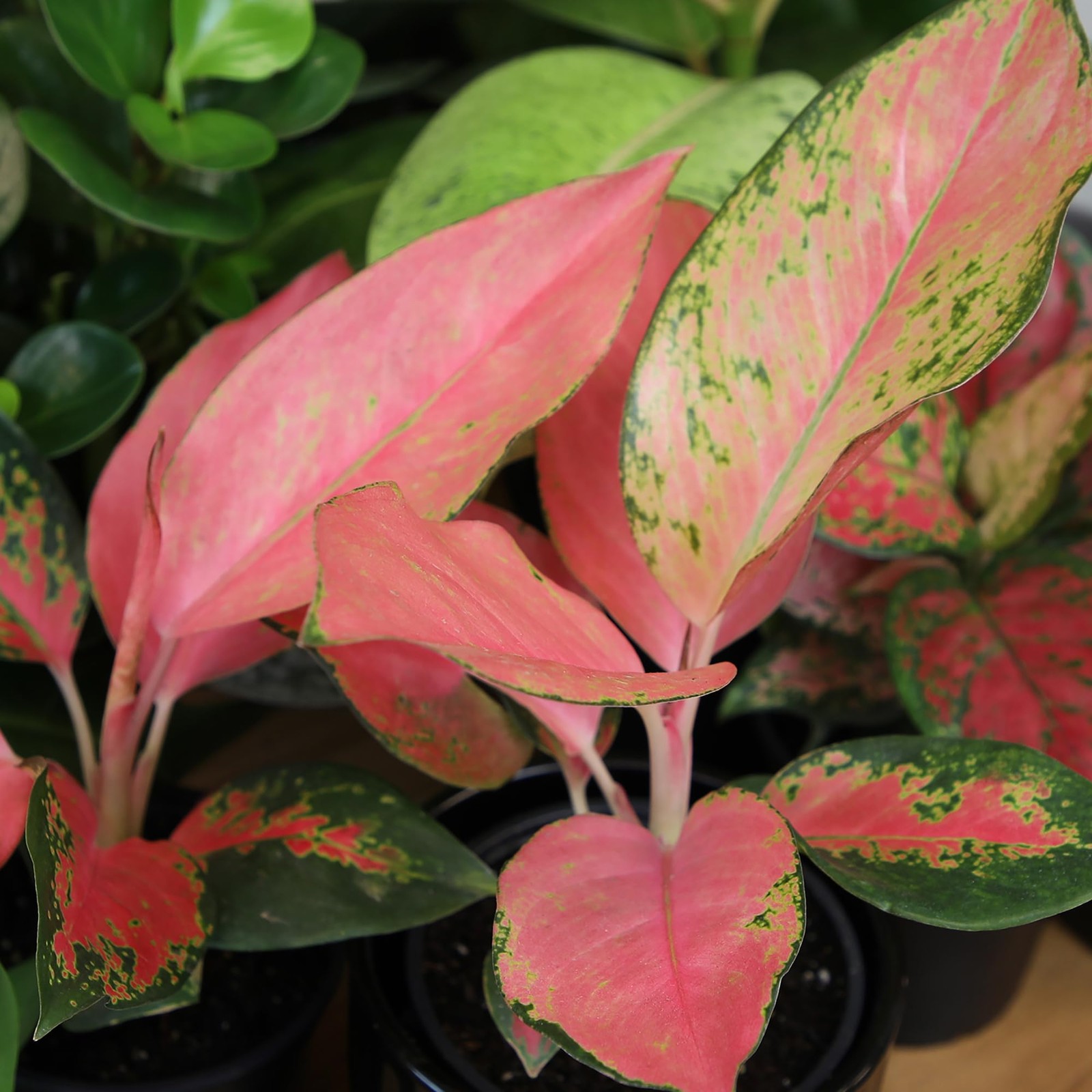 China Red Aglaonema Chinese Evergreen Live Plant, Exotic House Plants Live Tr…