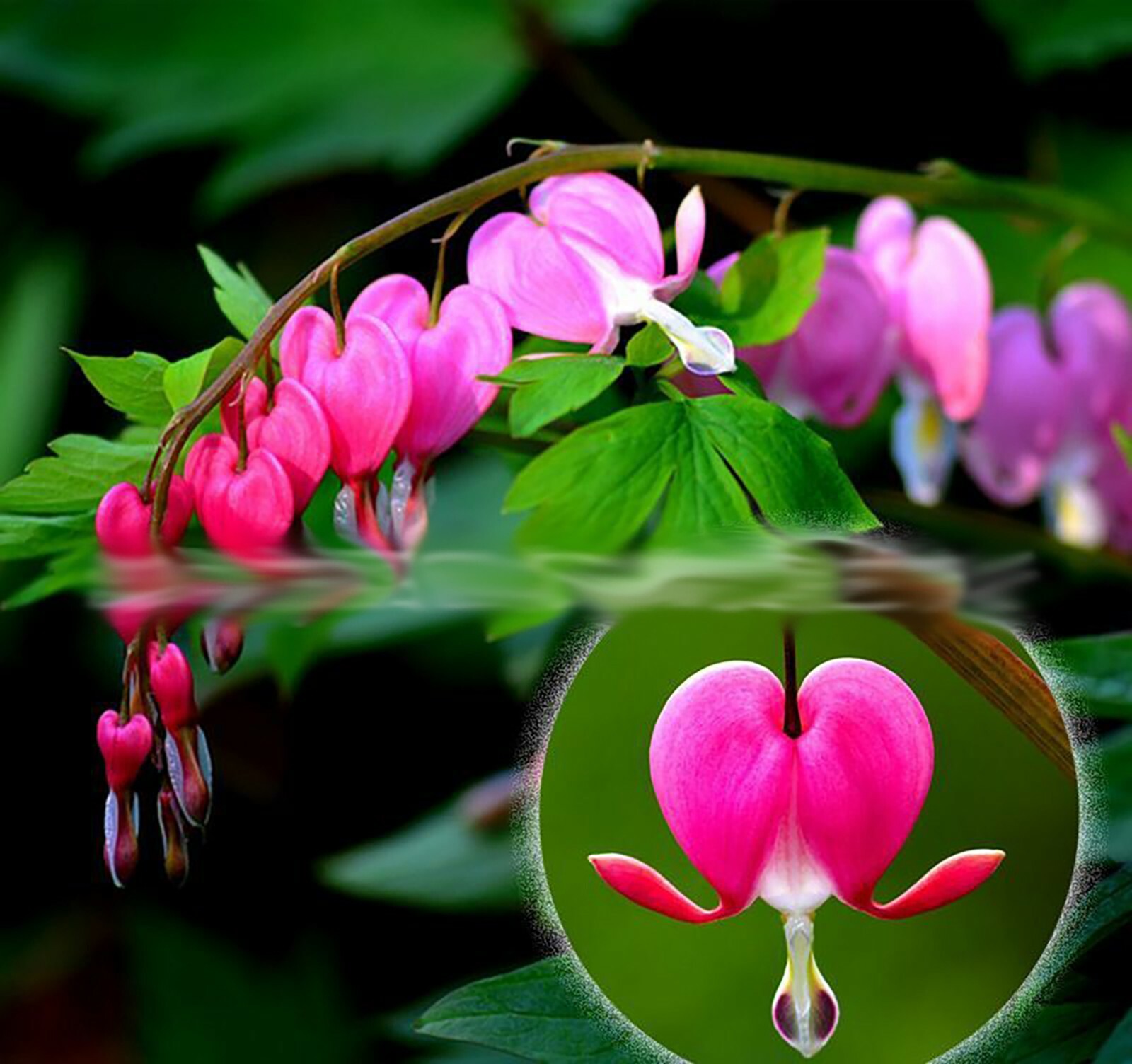 Love Valentine Flowers Lamprocapnos Spectabilis Asian Bleeding Heart 10 seeds