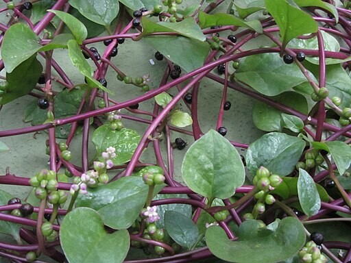 Malabar Red Stem Spinach Seeds, Red Vine Spinach, Ceylon, NON-GMO, FREE SHIPPING