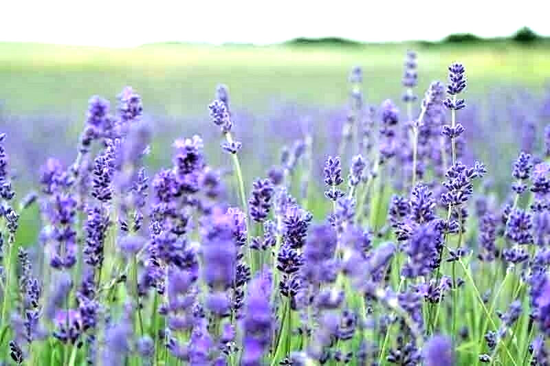 1200+ ENGLISH LAVENDER SEEDS SPRING PERENNIAL HERB MOSQUITO INSECT REPELLENT USA