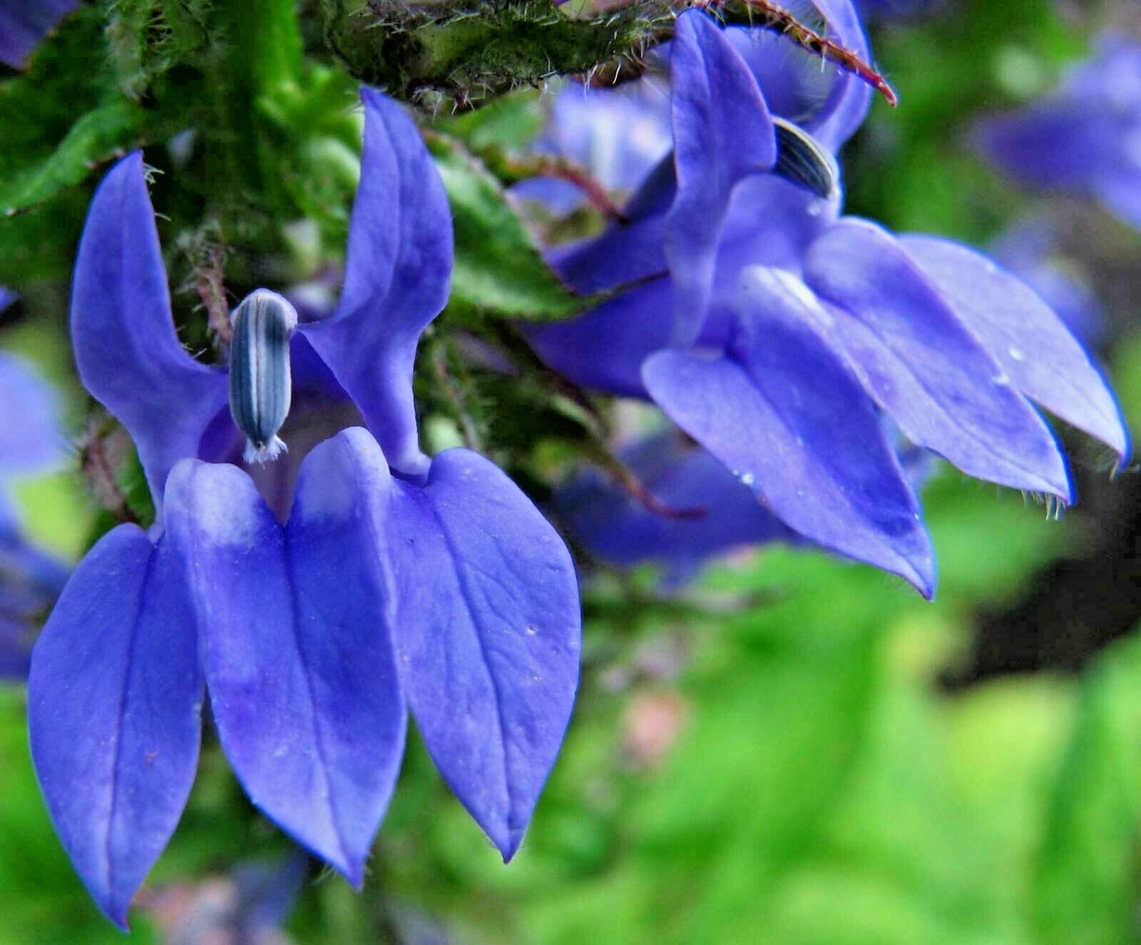 300+GREAT BLUE LOBELIA Seeds Native Wildflower Poor Soils Shade Garden Heat Cold