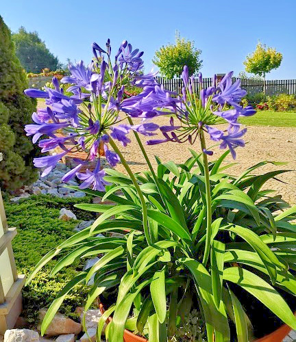 blue Lily of the Nile 100 seeds. Agapanthus. EZ to grow, hardy too zone 7. USA.