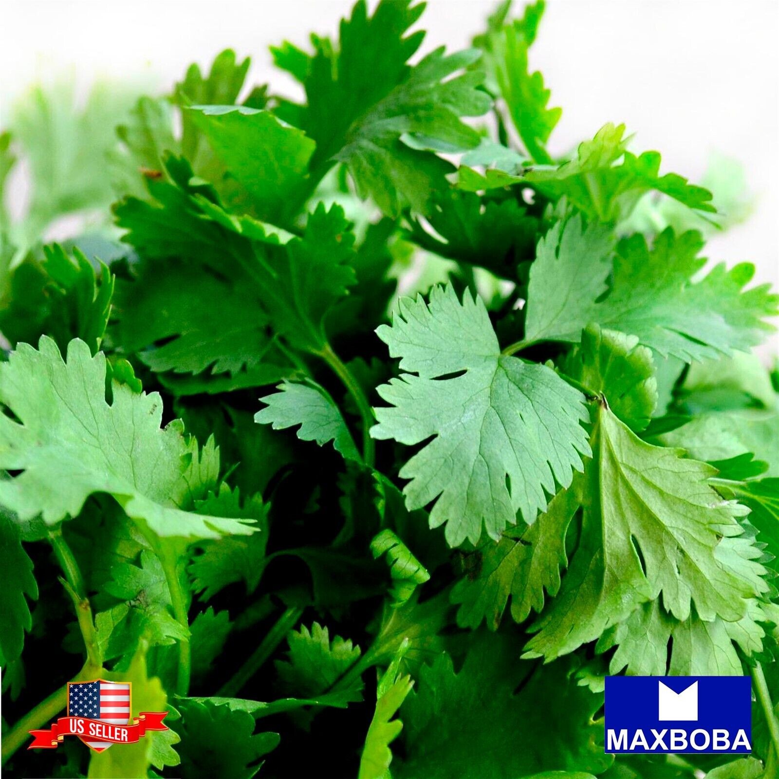 125 Leisure Splits Cilantro Seeds Non-GMO Heirloom
