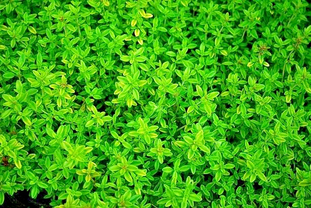 500 COMMON THYME SEEDS | SALE FREE SHIPPING NON GMO HEIRLOOM
