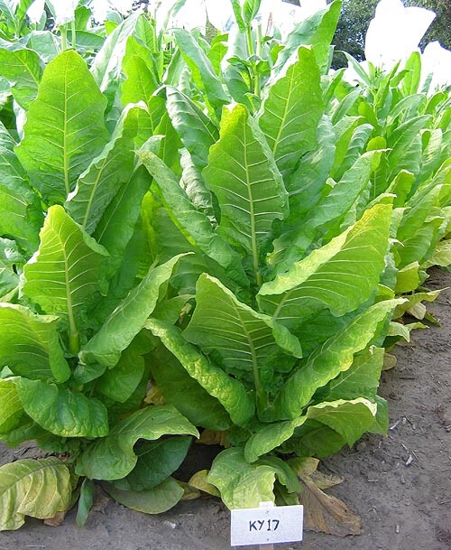 1000 Kentucky 17 Tobacco Seeds ~ Nicotiana Tabacum ~ HEAVY Producing Burley !