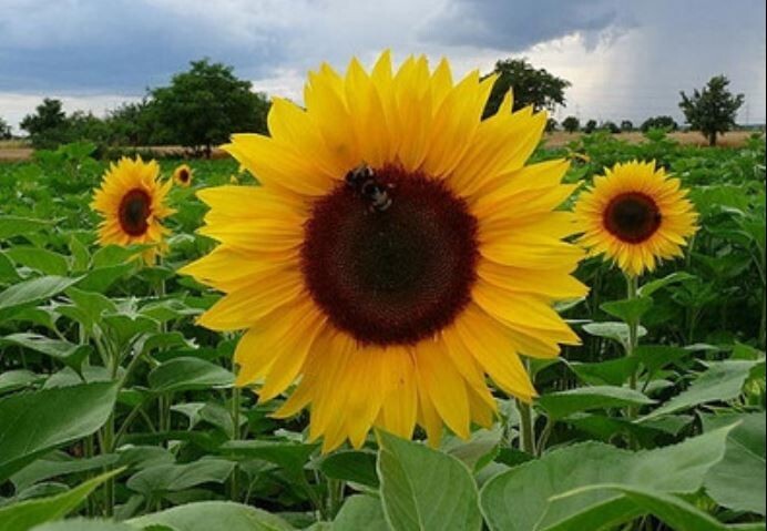 25+Seeds|Mammoth Grey Stripe Sunflowers Seeds #E025