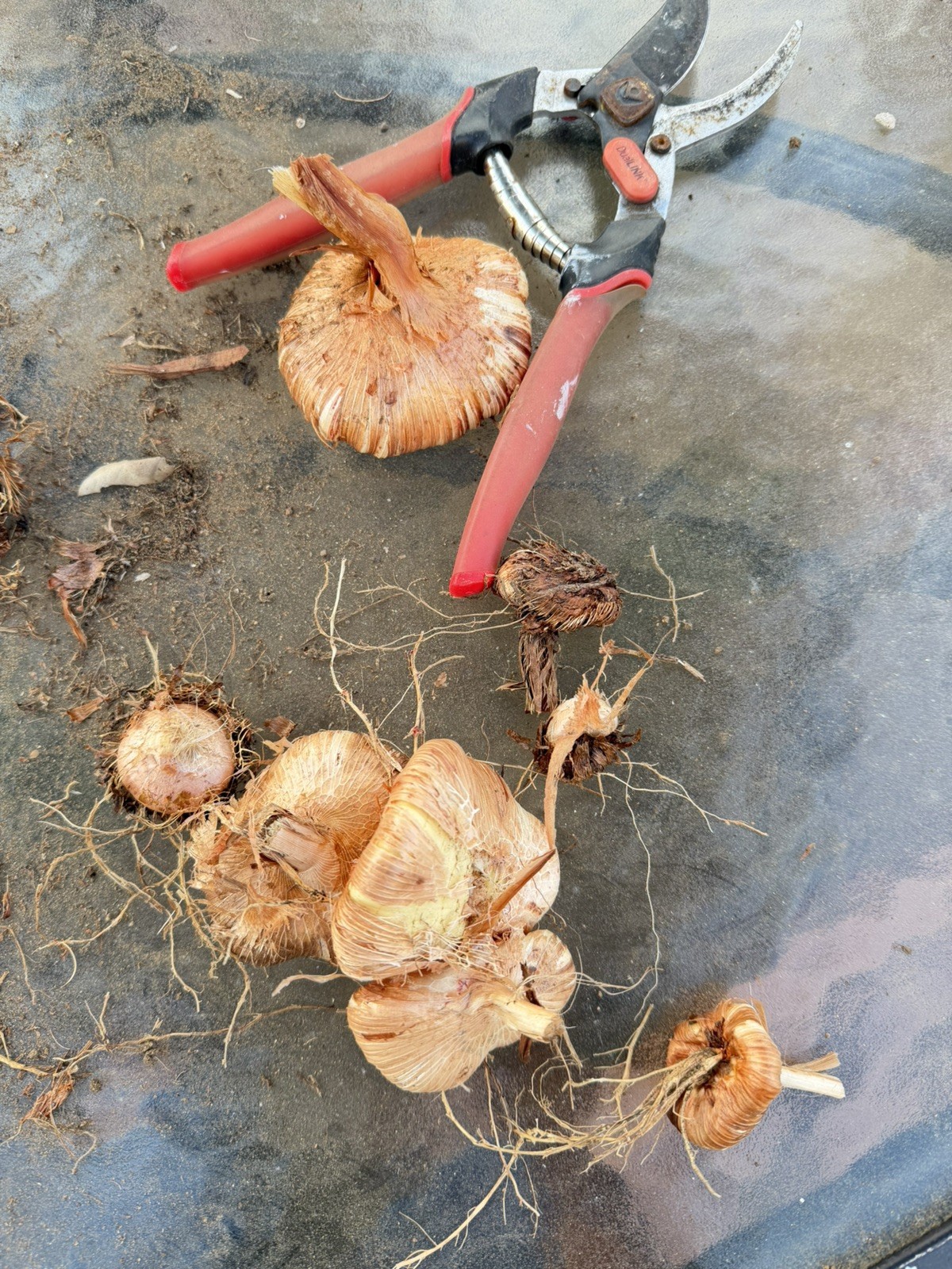 Watsonia Bulbs Orange 5 for $10
