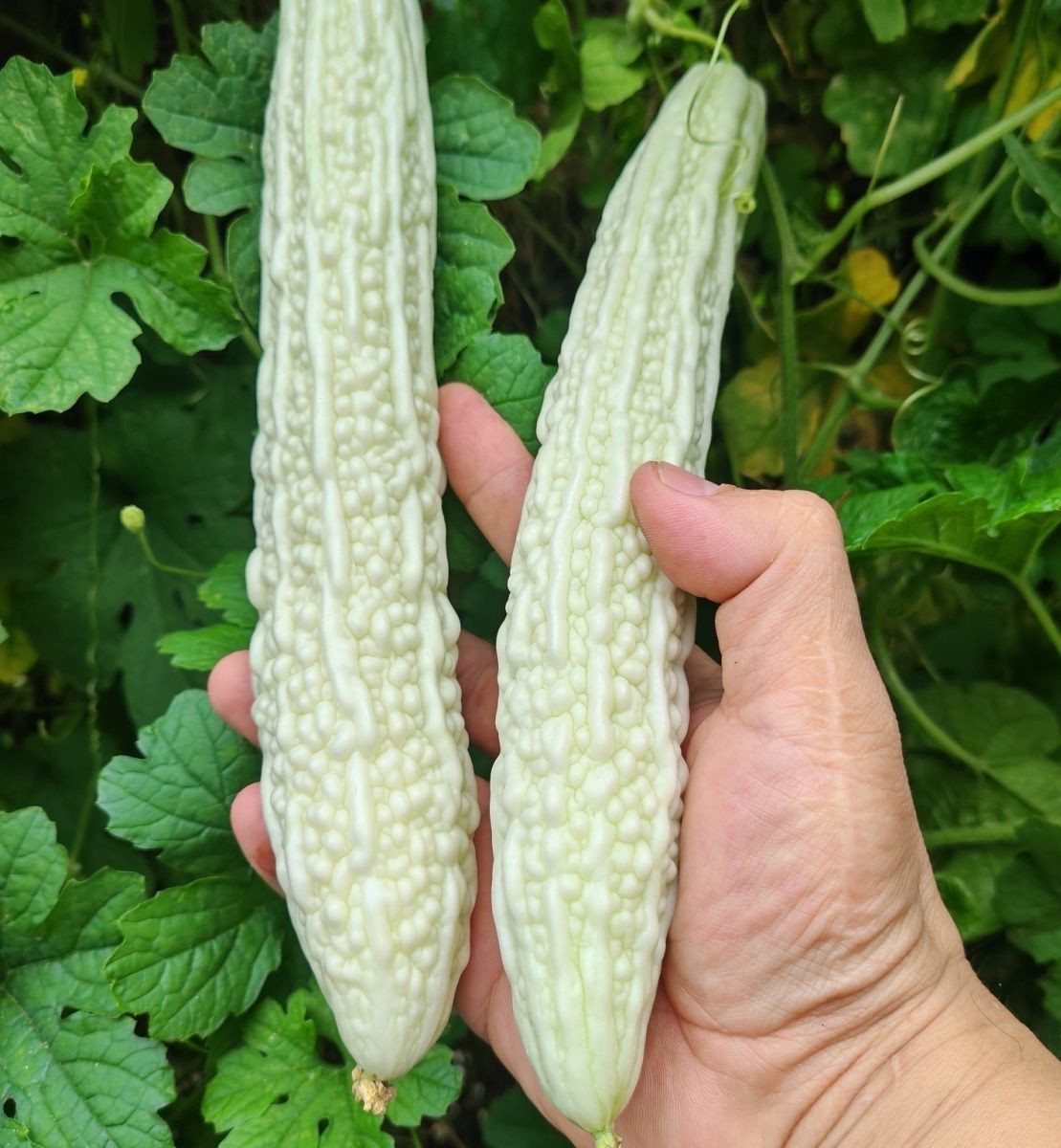 12 White Skin Long Bitter Gourd Bitter melon Seeds Ku Gua Vegetable No Tracking