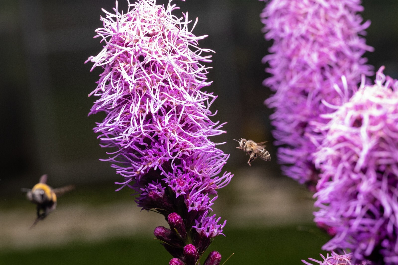 Kobold Dense Blazing Star {Liatris spicata} 25+ seeds Free Shipping!