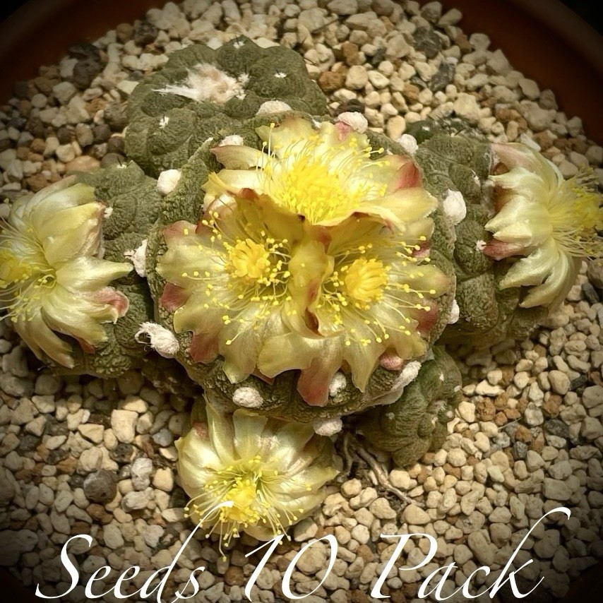 (10) Pack RARE SEEDS Copiapoa Laui US SELLER