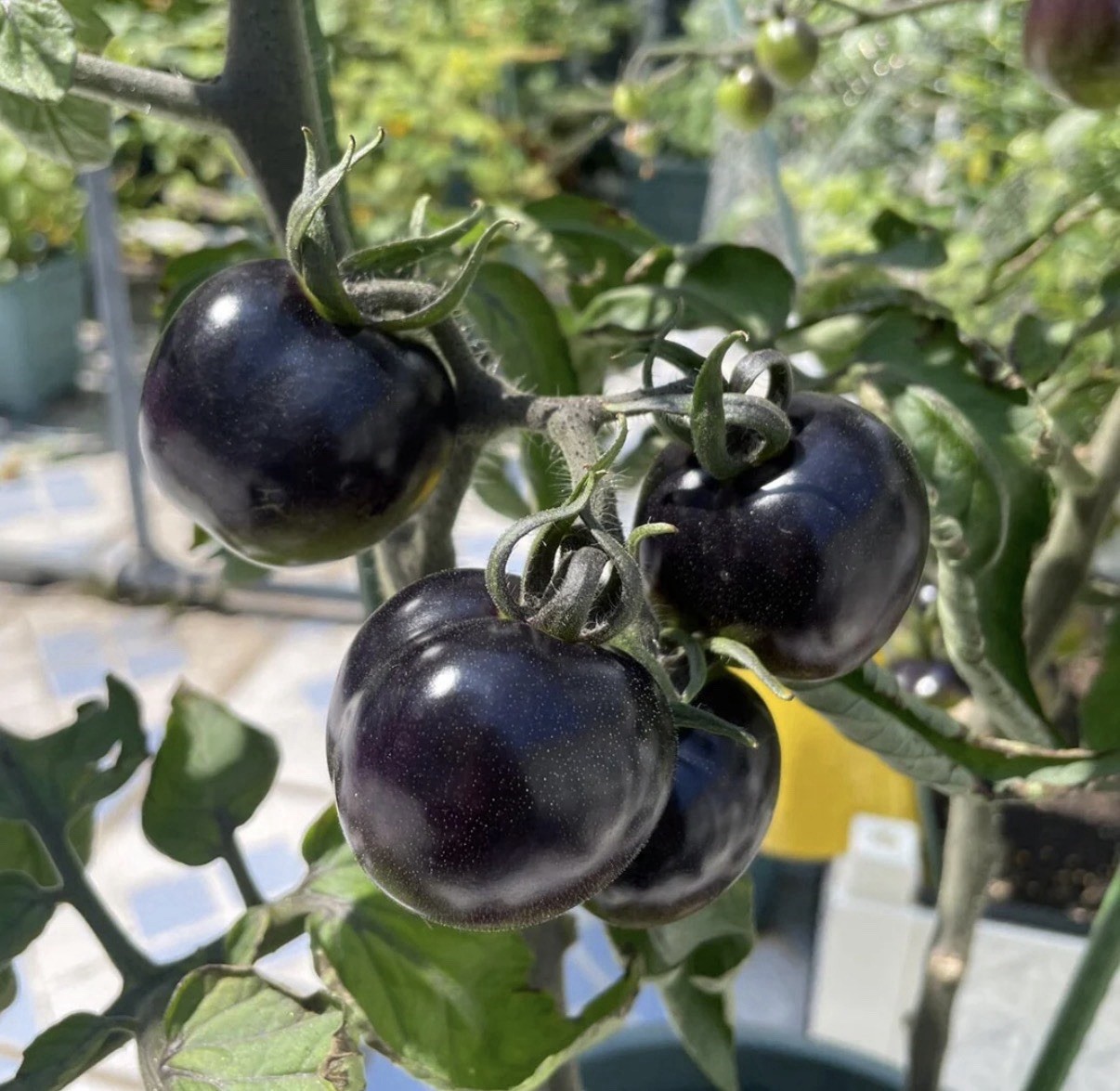 Black Cherry Tomato Seeds Heirloom Non GMO Sweet Juicy Garden Planting 50 Seeds
