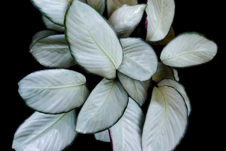 25+ Silver Plate Calathea Seeds for Garden Planting – USA – FREE SHIPPING!