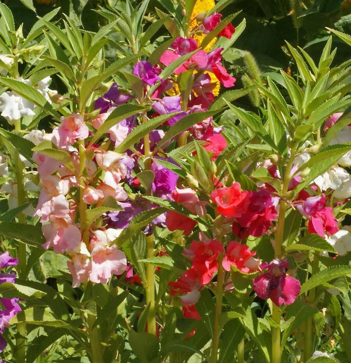250 Balsam Flower Seeds, ‘Tom Thumb Mix’, Impatiens balsamin