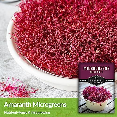 Red Amaranth Microgreen Seeds for Sprouting – Non-GMO Heirloom Seed Variety 3