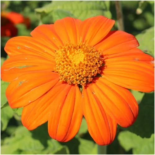 Mexican Torch Sunflower Seeds For Planting (Tithonia rotundifolia)
