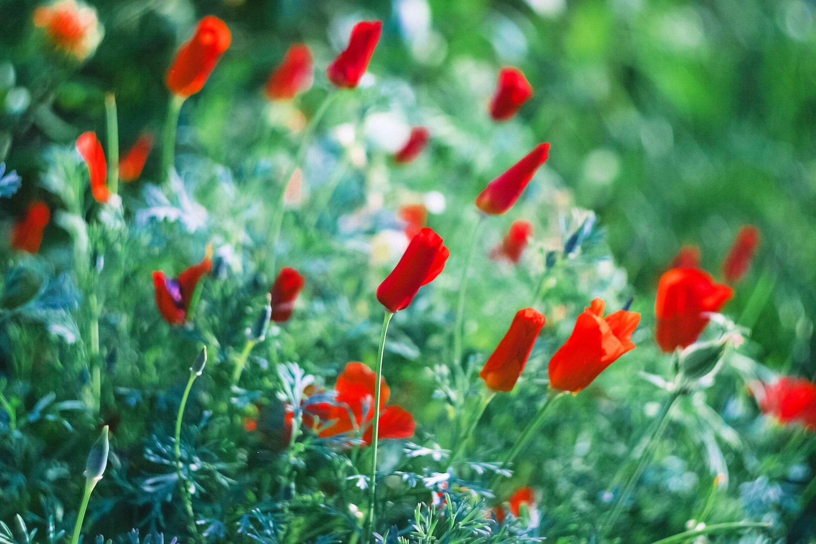 100 RED CALIFORNIA POPPY Eschscholzia Californica Native Flower Seeds
