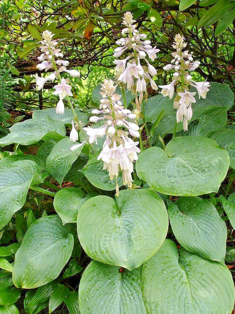 Hosta mix 100 seeds large variety, blue, grey, yellow, large, small, variegated