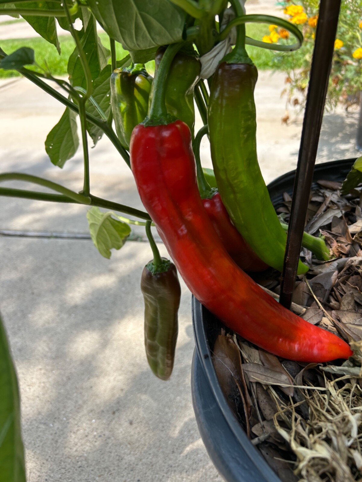 40+ Rare Red Authentic Penis Peter Pepper Seeds. Hot Heirloom Non Gmo