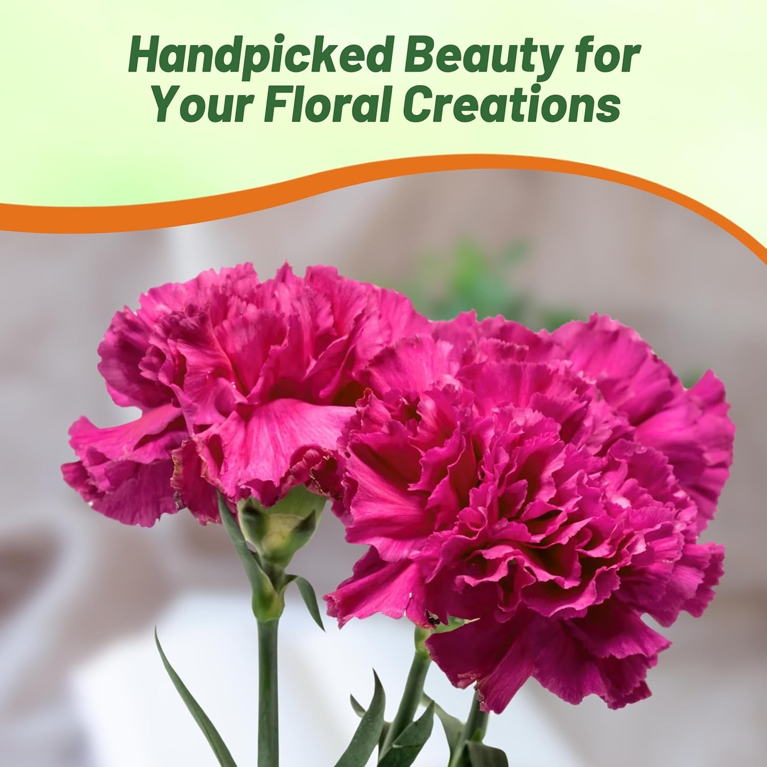 1000 Seeds Carnation Seeds – Dianthus Caryophyllus Chabaud Magenta Flower Seed