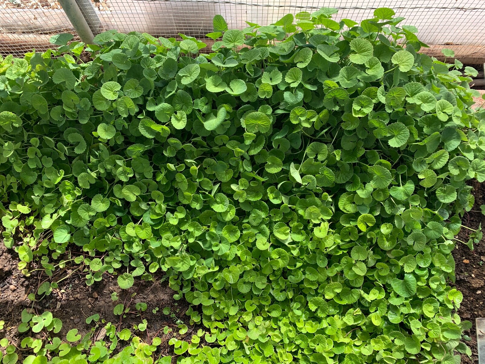 1 Bush plant up to 50 plants ,Bare Root Pennywort,( Viet Nam Rau Má lá nhỏ )