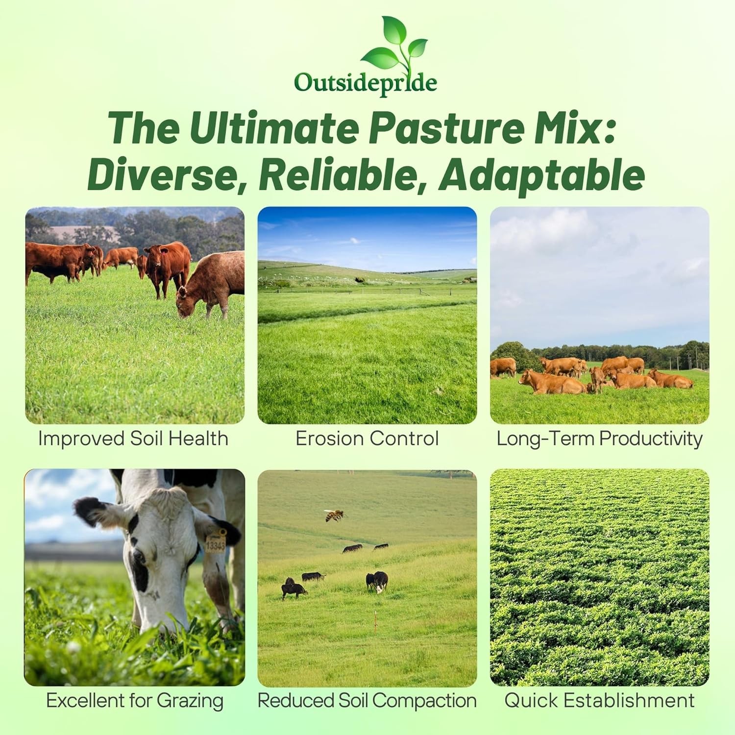 50 LBS All Purpose Pasture Seed Mix