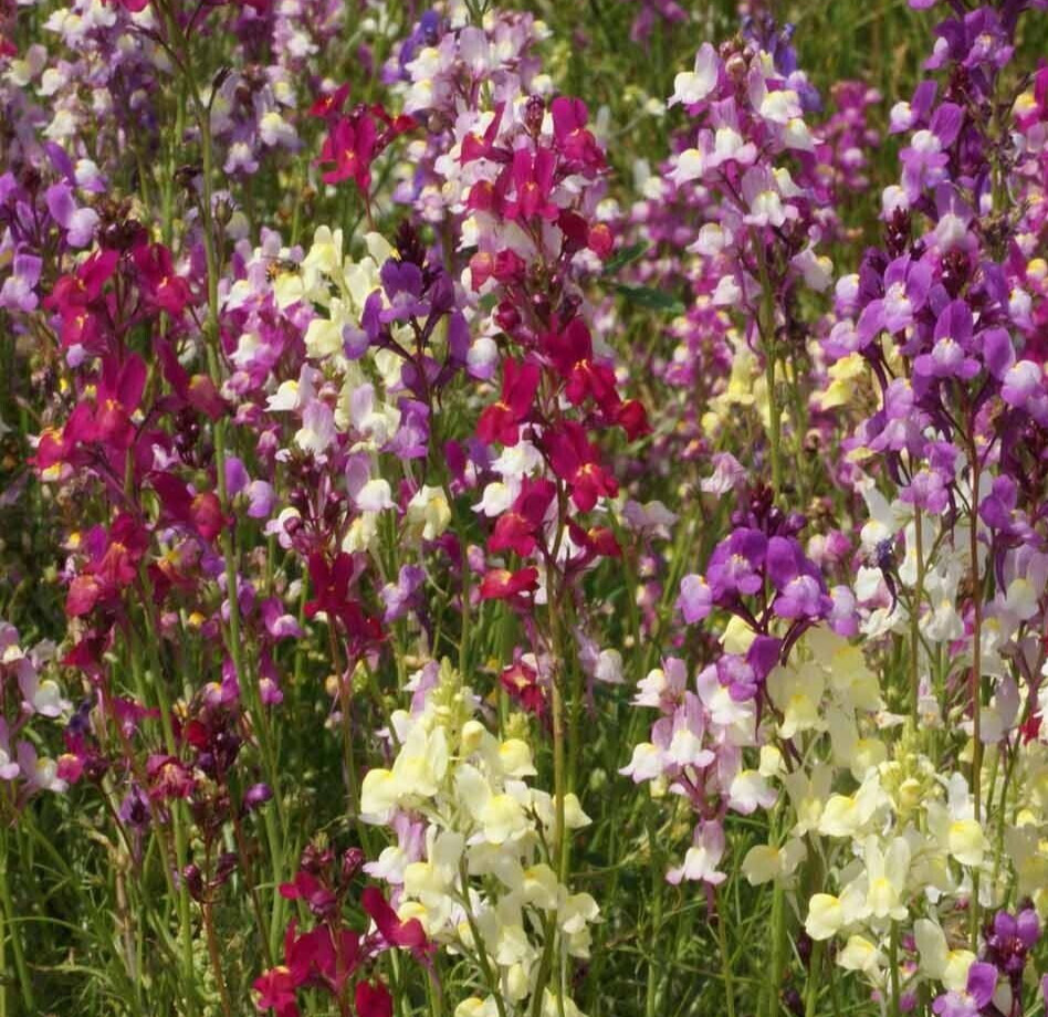 SNAPDRAGON SEEDS 10000+ TALL MIX mixed colors ANNUAL CUT FLOWERS FREE SHIPPING