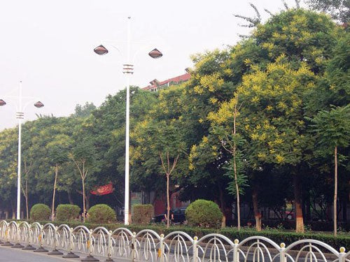 Koelreuteria paniculata | Golden Rain Tree | Pride of India | 20 Seeds