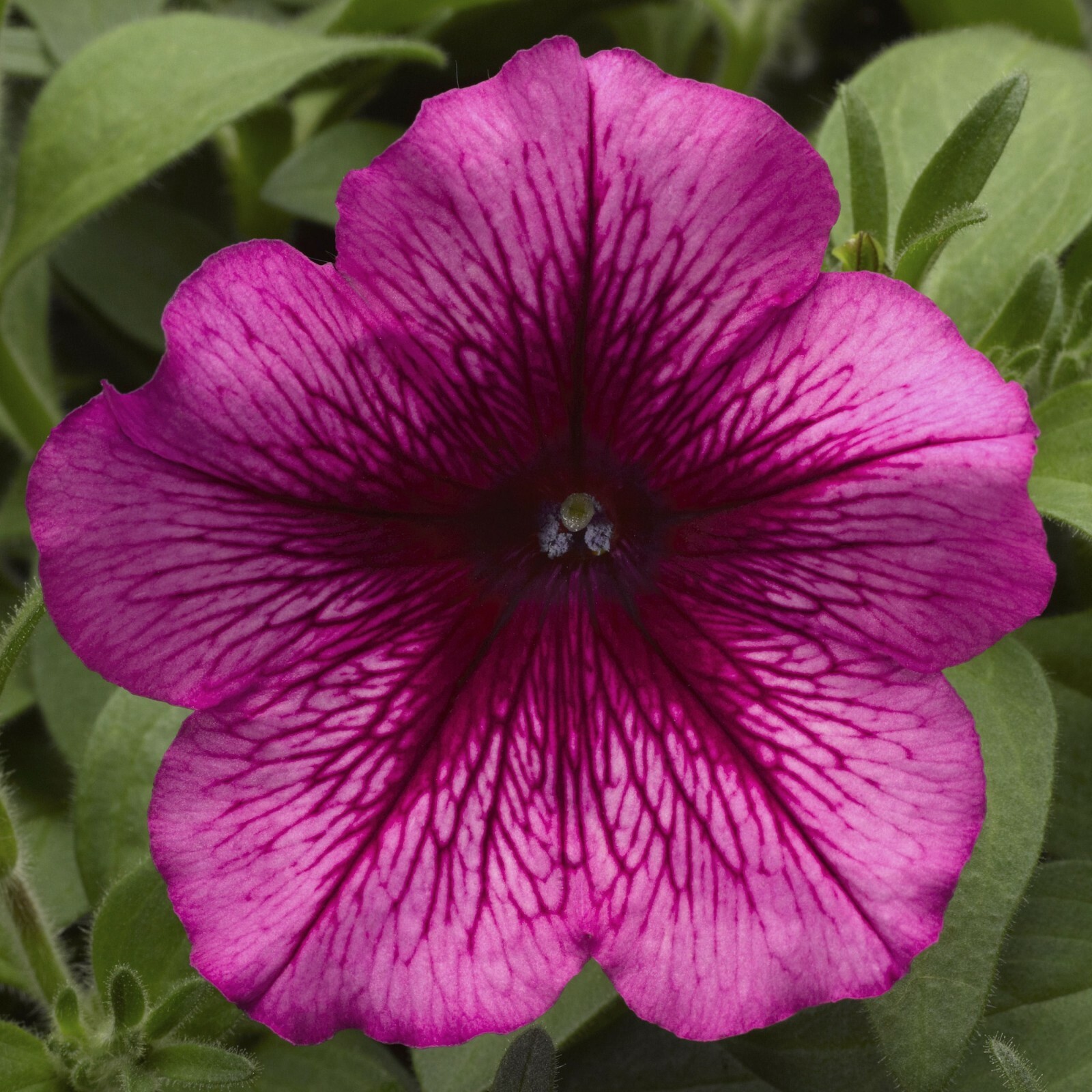 Petunia Seeds Hurrah Plum 50 Pelleted Seeds Flower Seeds