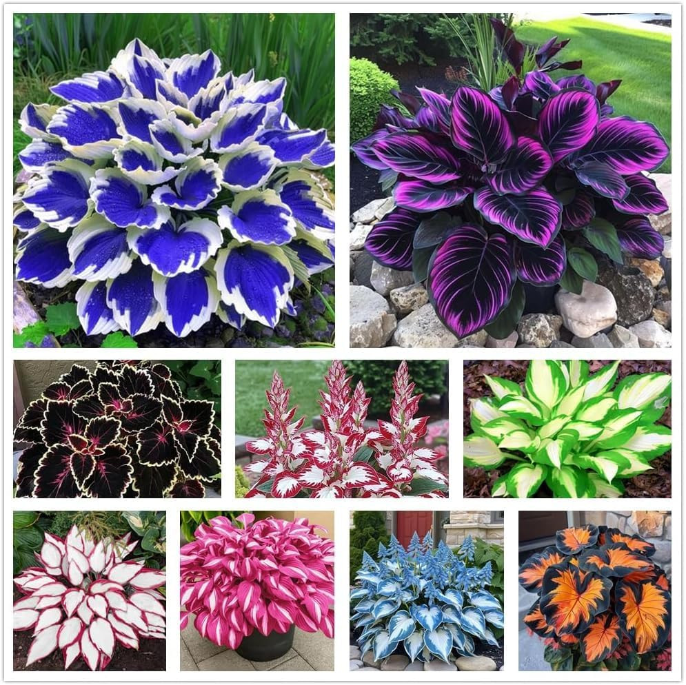 100+ Hosta Seeds for Planting Outdoors, Mixed Color Rare Perennial Flower Seeds,