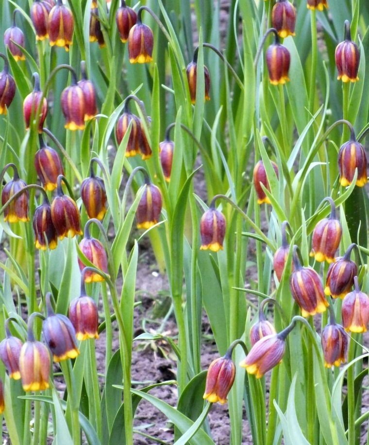 FOX’S GRAPE LILY~FRITILLARIA ‘UVA-VULPIS’~FLOWER BULBS DEER RESISTANT PERENNIAL!