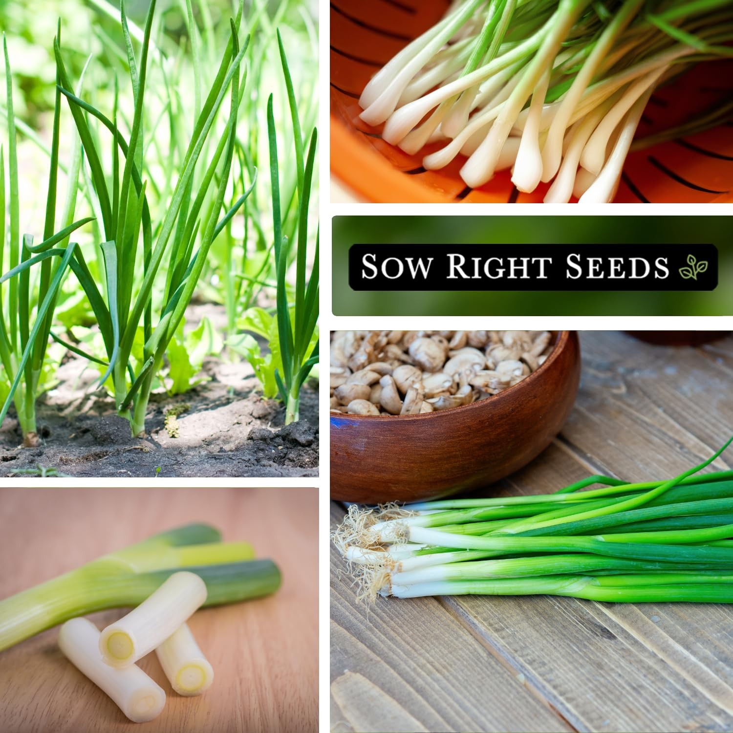 Tokyo Long White Bunching Onion Seeds – Non-GMO, Heirloom, Easy to Grow