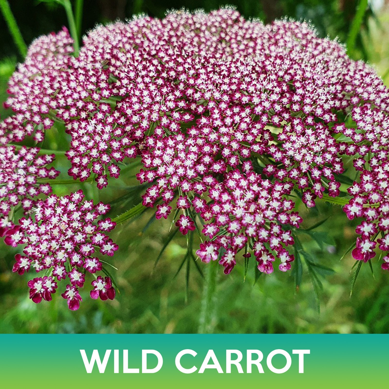 Wild Carrot Seeds, Daucus carota