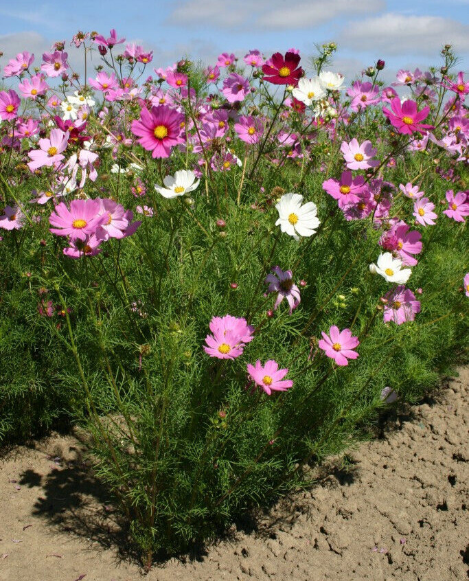 1000+ Annuals & Perennials WildFlower Mix Heirloom Pollinator Non-GMO Fresh Seed