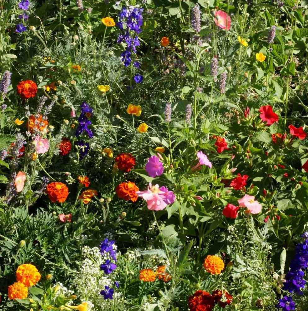 1 LB Deer Resistant Wild Flower Seed Mix – available in bulk